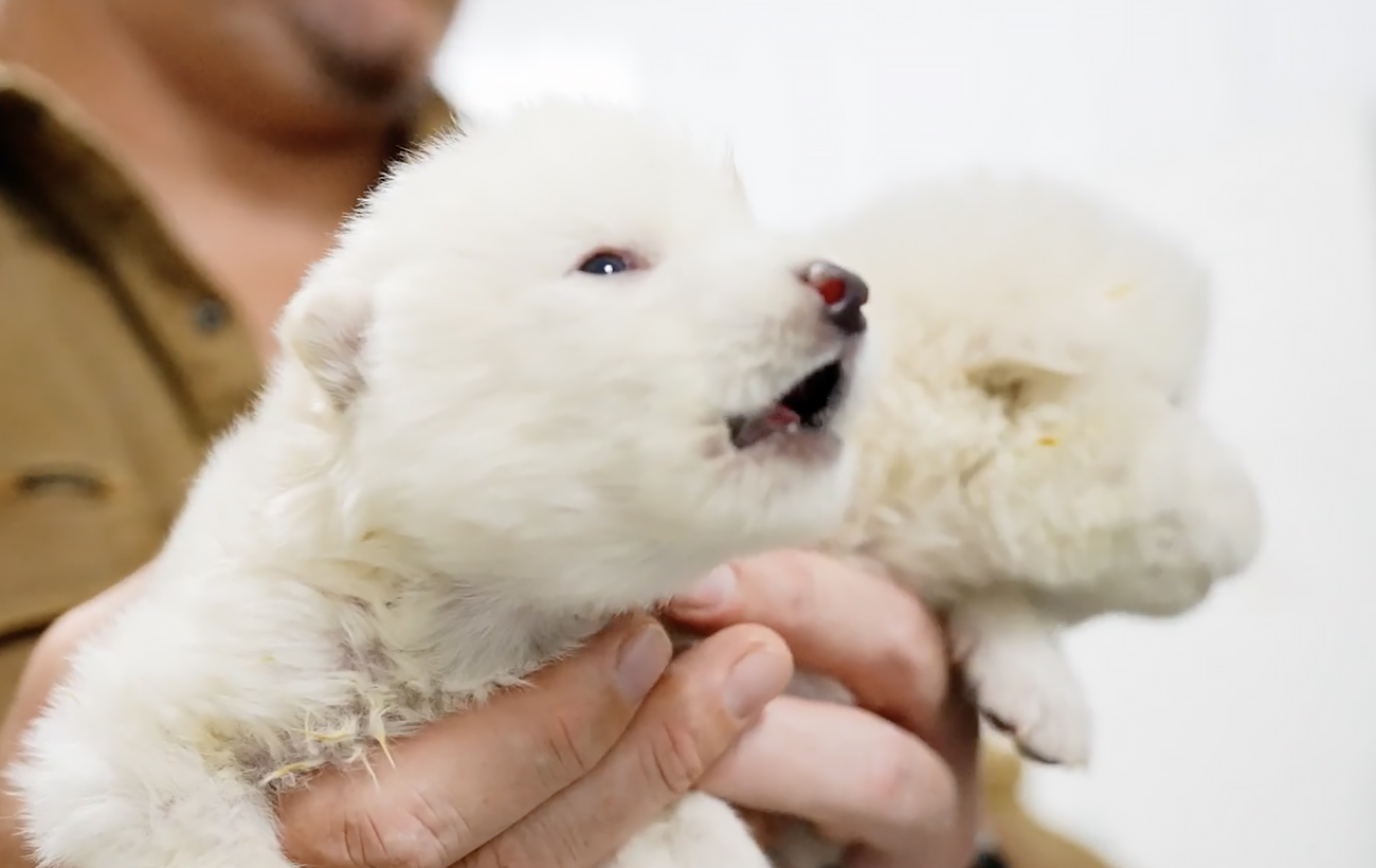 Dire wolf revived after 12,500 years thanks to cloning technology (photo)